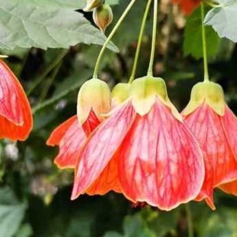 Associer l’Abutilon