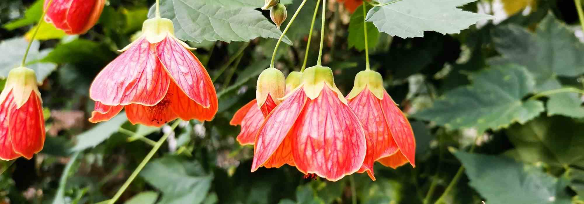 Associer l’Abutilon