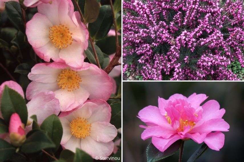 associer la bruyère d'hiver en jardinère