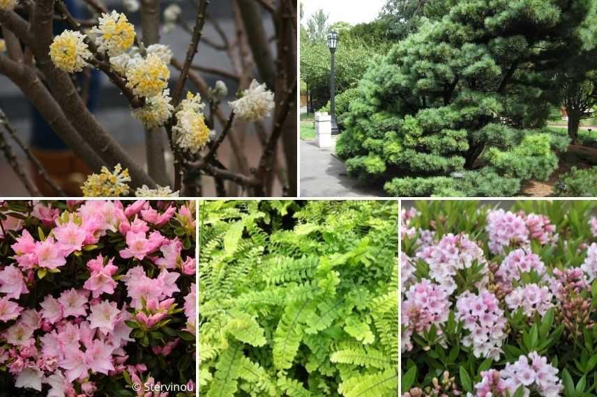 associer edgeworthia avec arbustes denses