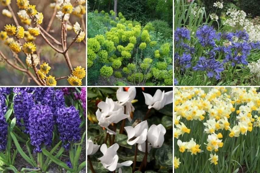 idées association pour edgeworthia en massif fleuri