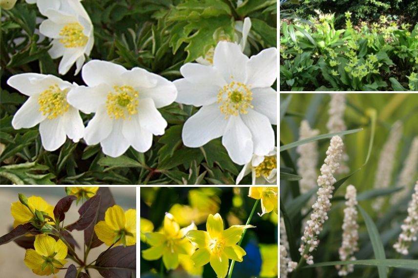 anemone nemorosa blanche leeds variety