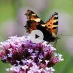 Comment attirer les insectes et les oiseaux au jardin ?