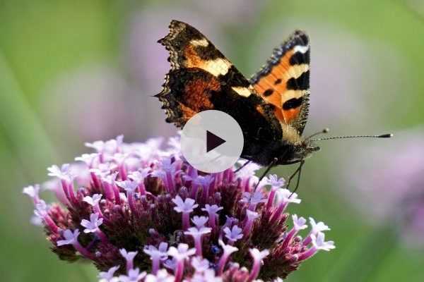 Comment attirer les insectes et les oiseaux au jardin ?