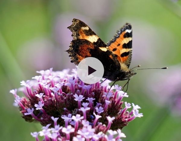 Comment attirer les insectes et les oiseaux au jardin ?