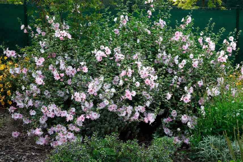 Lavatera en massif