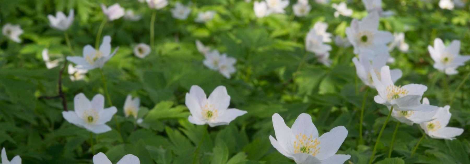 Associer les anémones des bois