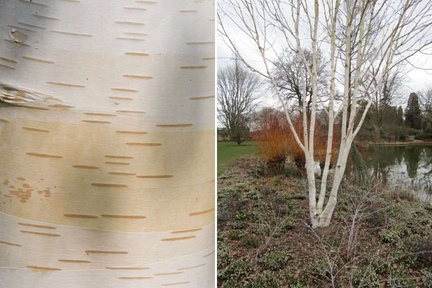 bouleau à écorce très blanche