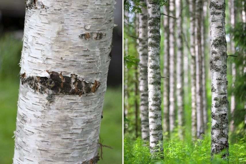 bouleau à écorce blanche et noire