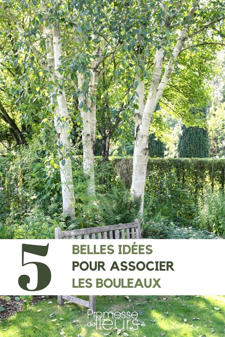 bouleaux-associer