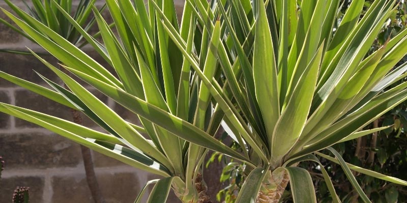 faire une bouture de yucca