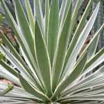 Bouturer le yucca