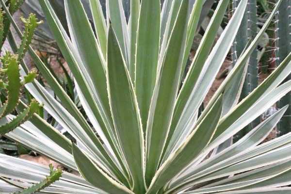 Bouturer le yucca