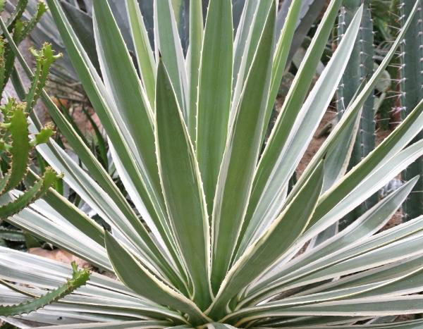 Bouturer le yucca