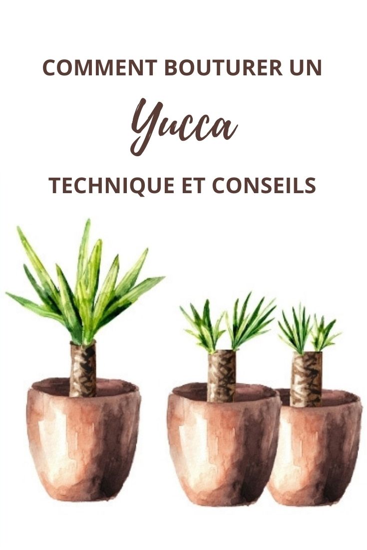 bouturer un yucca