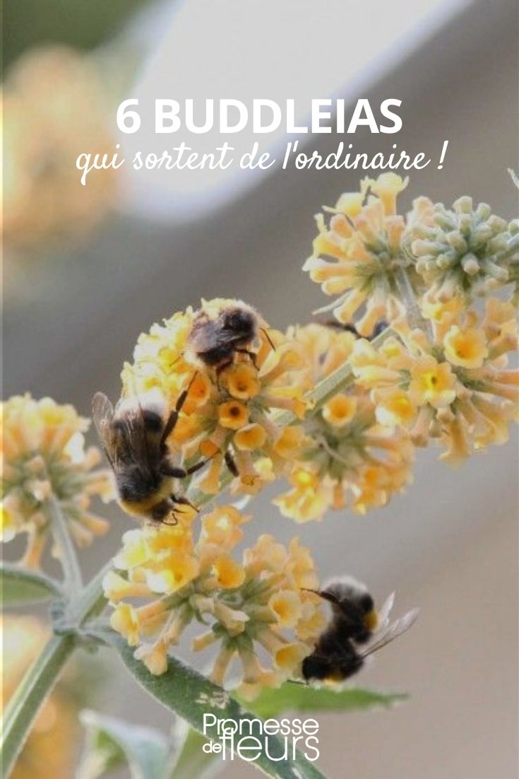 buddleia qui sortent de l'ordinaire