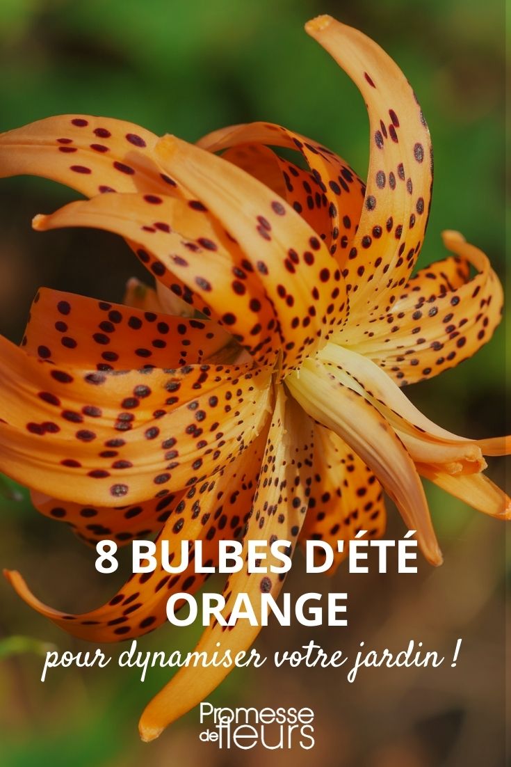 bulbe ete orange