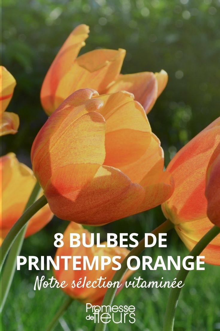 7 bulbes de printemps à fleurs orange qu'il faut avoir dans son jardin