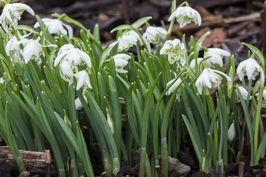 Perce-neige double 'Flore Pleno'