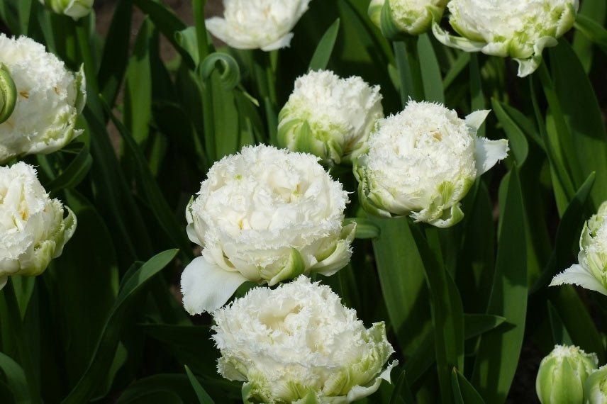 Tulipe dentelée double 'Snow Crystal' 