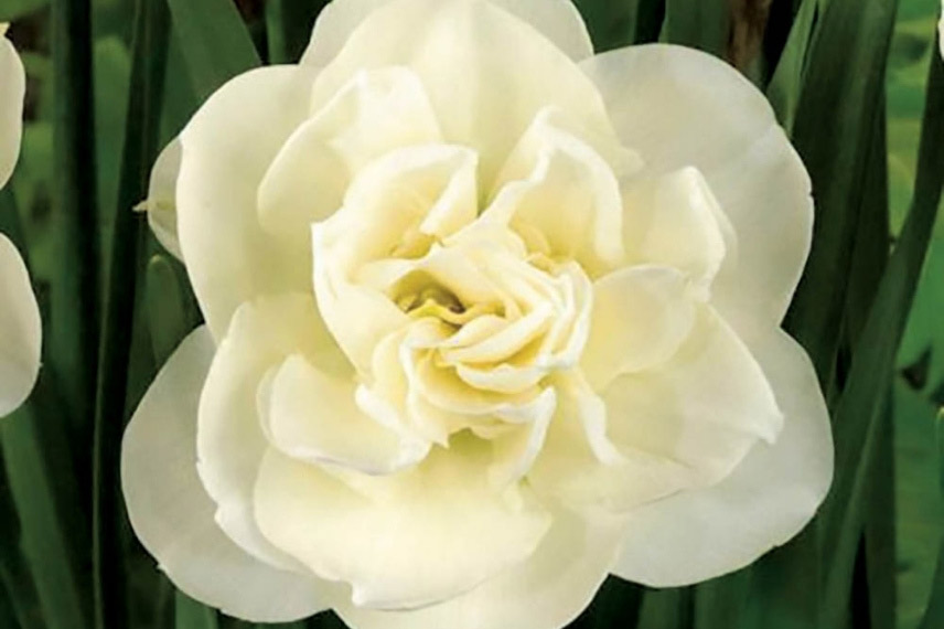Narcisse 'Rose of May' 