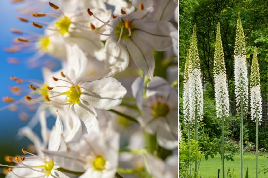 Eremurus robustus ou Lis des steppes 