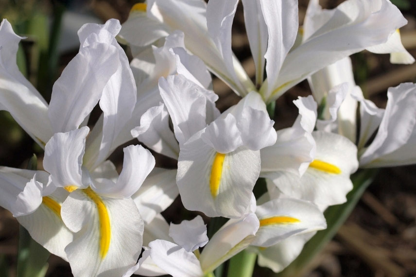 Iris reticulata 'White Caucasus'