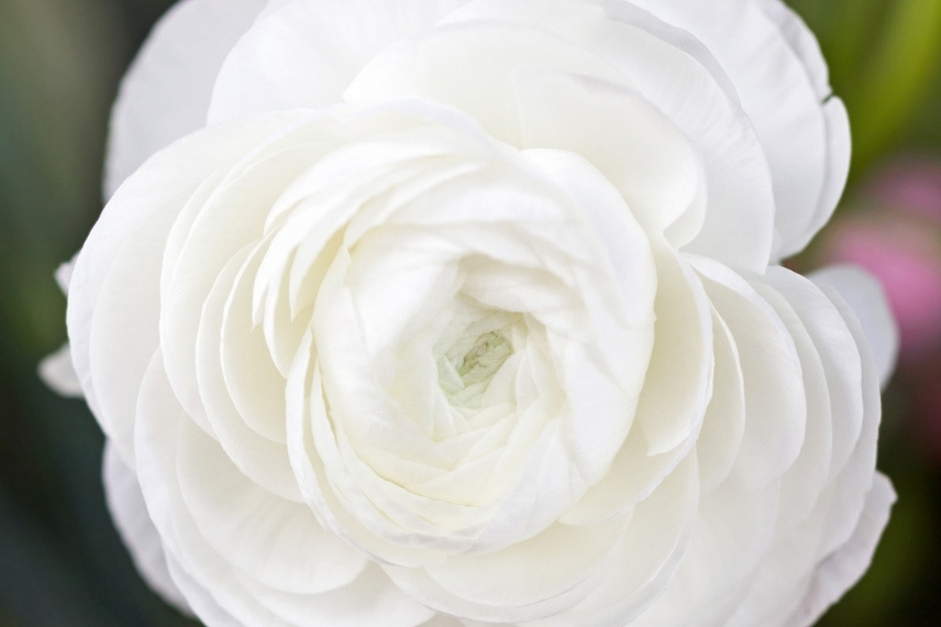 Renoncule asiatique double blanche Ranunculus asiaticus