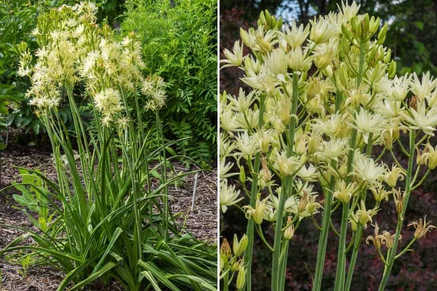 Camassia leichtlinii 'Semiplena' ou Jacinthe des indiens