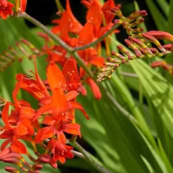 8 bulbes d'été à fleurs orange qu’il faut avoir dans son jardin