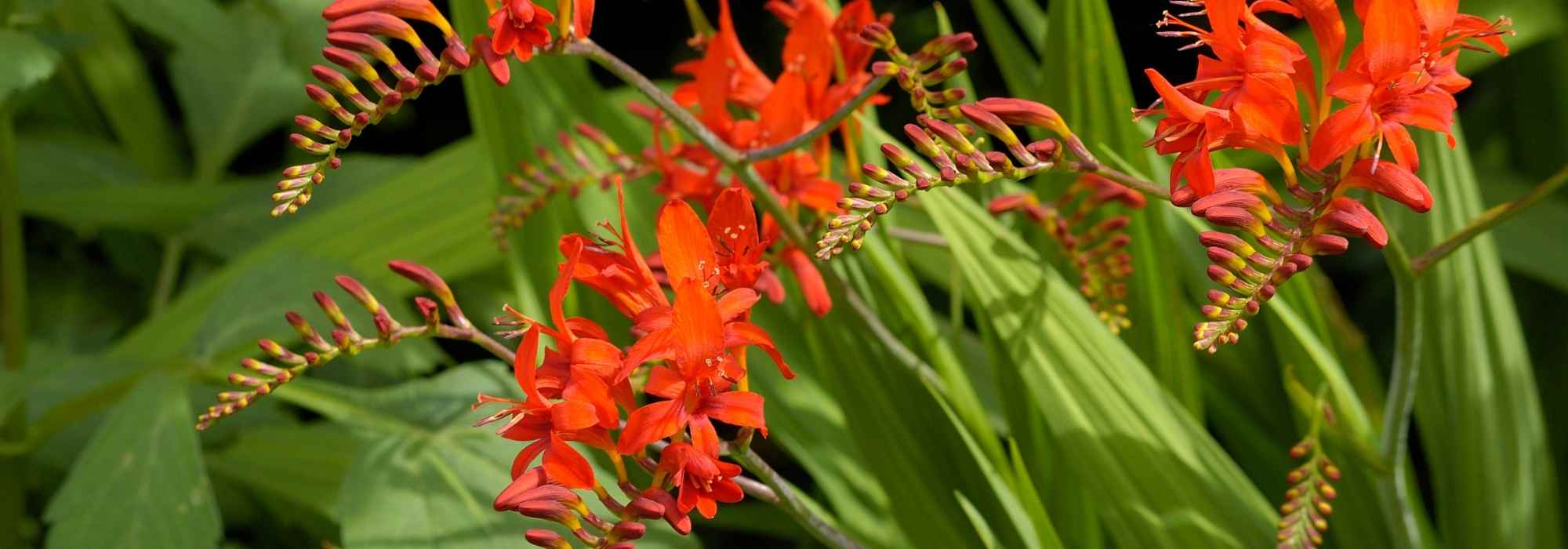 8 bulbes d'été à fleurs orange qu’il faut avoir dans son jardin