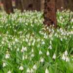 7 bulbes de printemps à fleurs blanches