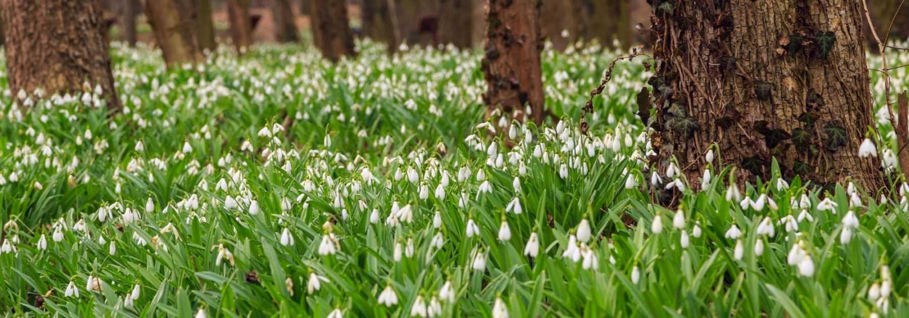 Bulbes : planter et cultiver les plantes à bulbe, saison après saison