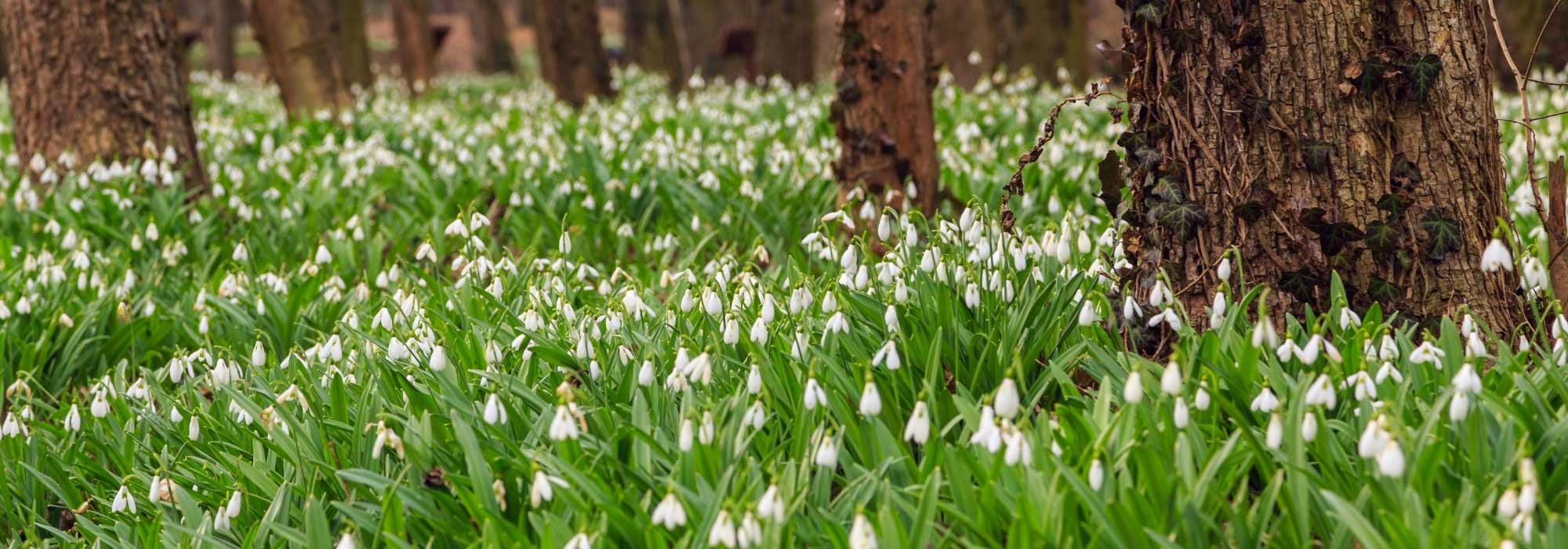 7 bulbes de printemps à fleurs blanches - Promesse de Fleurs