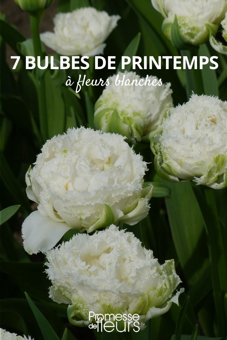 bulbes printemps fleurs blanches