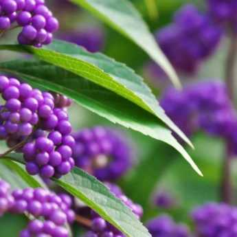 Callicarpa : 5 idées d’associations