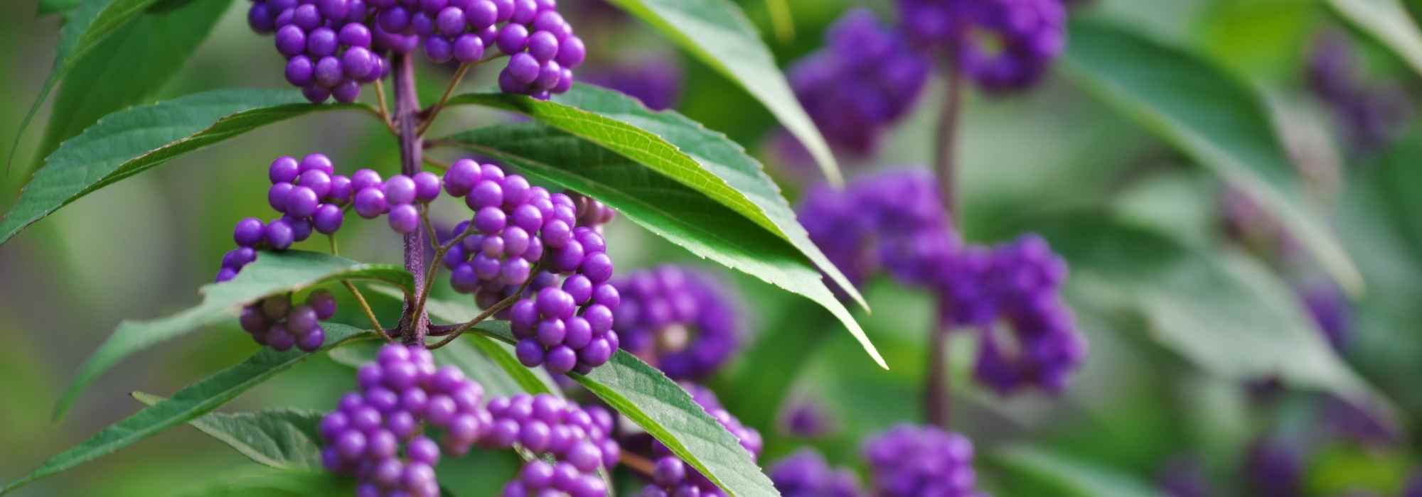 Callicarpa : 5 idées d’associations