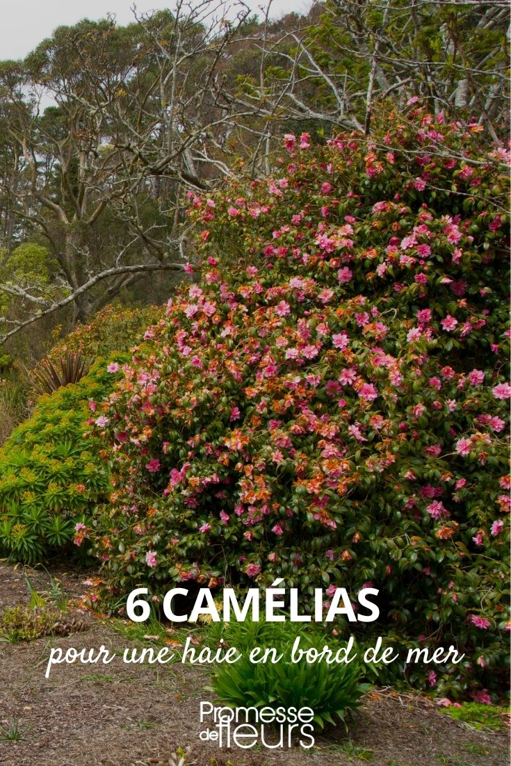 camelia haie bord de mer