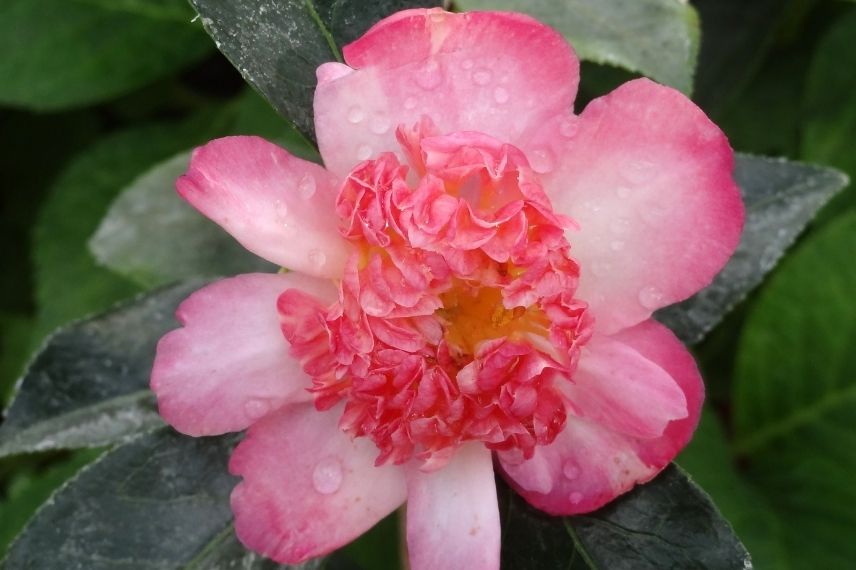 camélia à fleurs doubles pour bord de mer