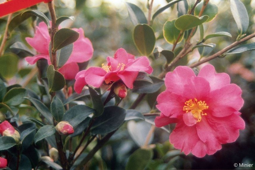 camélia d'automne rose pour littoral