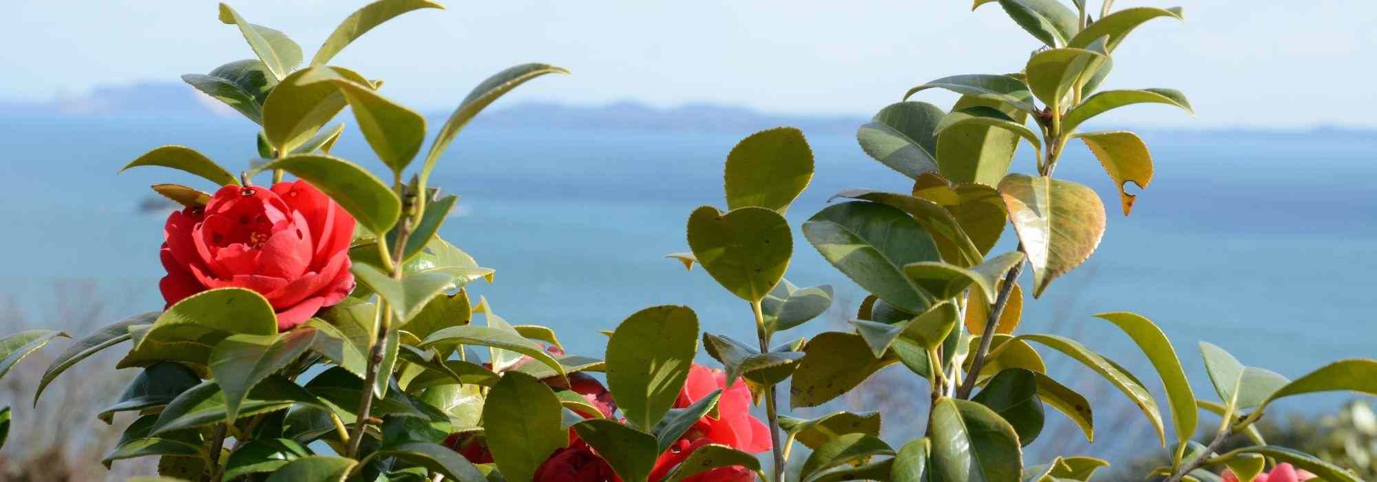 6 camélias pour une haie en bord de mer