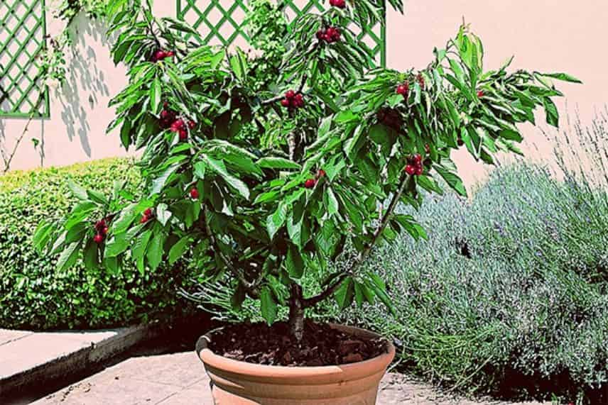 6 arbres fruitiers pour jardin de ville - Promesse de Fleurs