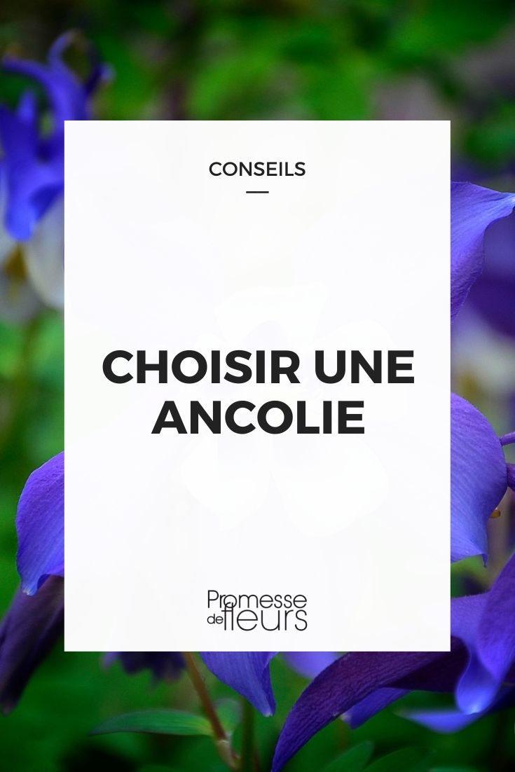 choisir une ancolie