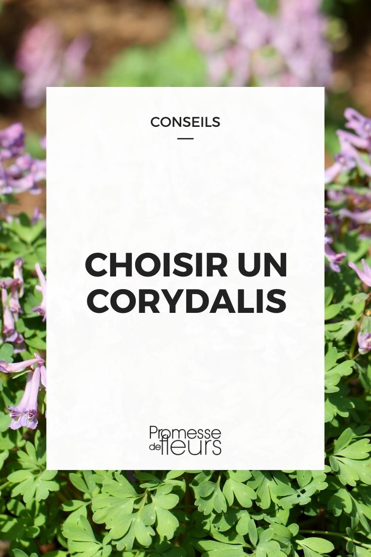 choisir corydalis