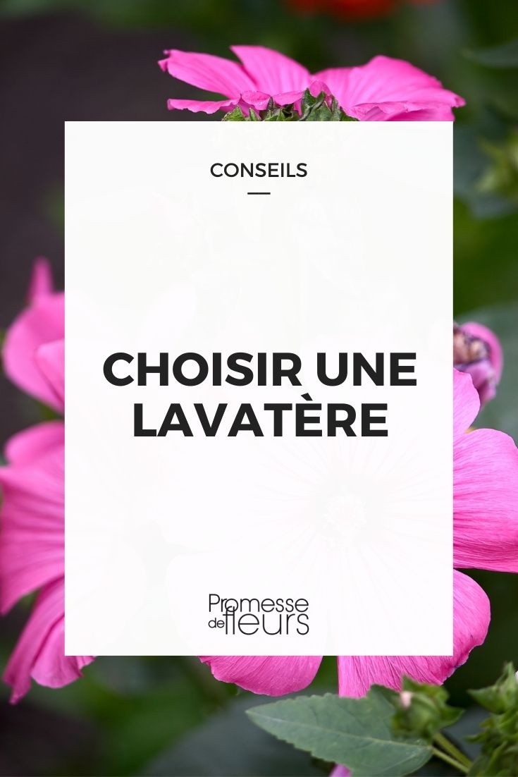 choisir lavatère