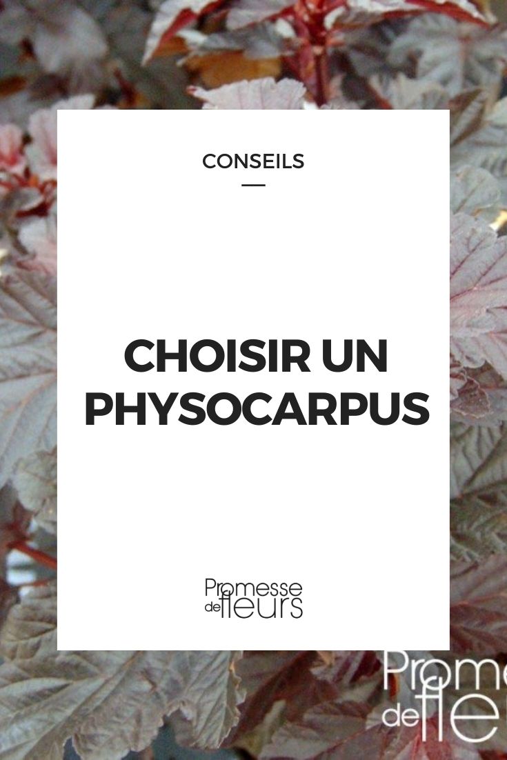 choisir un physocarpus