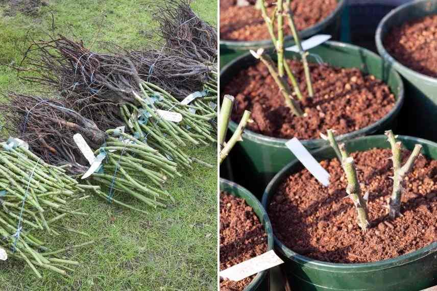 plantation rosier région très froide