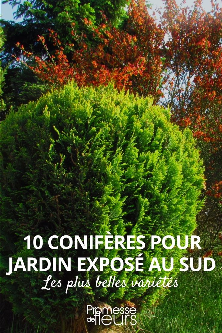 conifères pour jardin sud