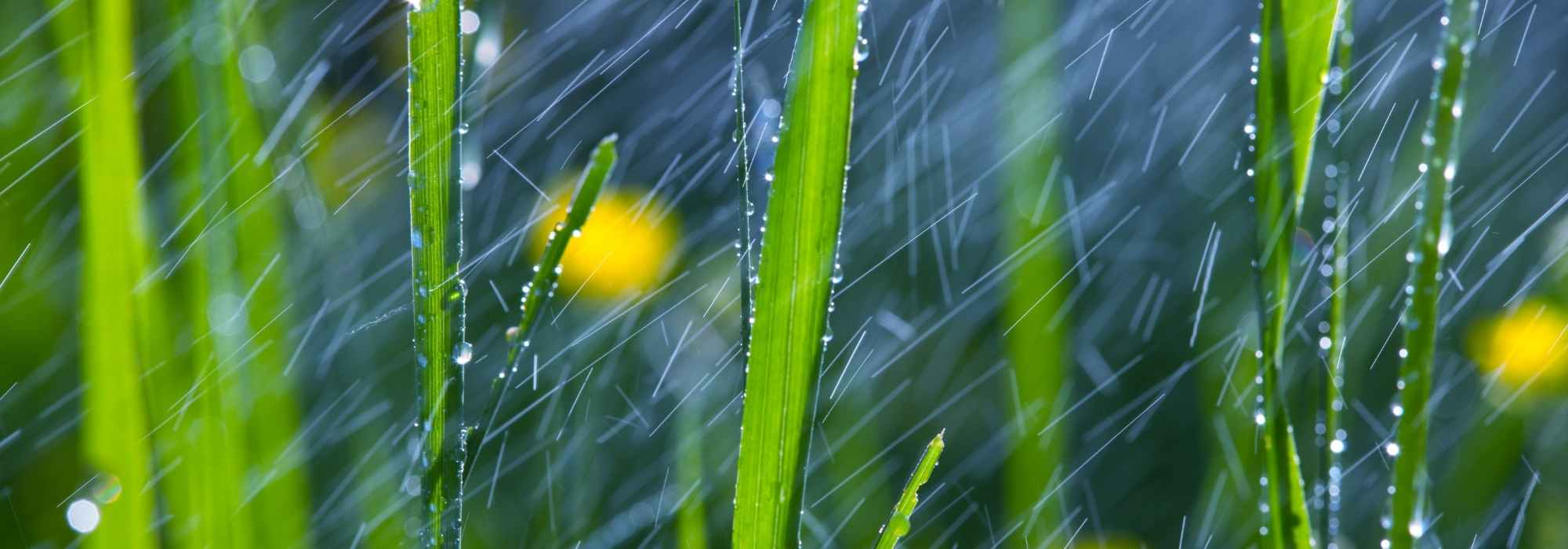 Jardiner sous la pluie - Promesse de Fleurs