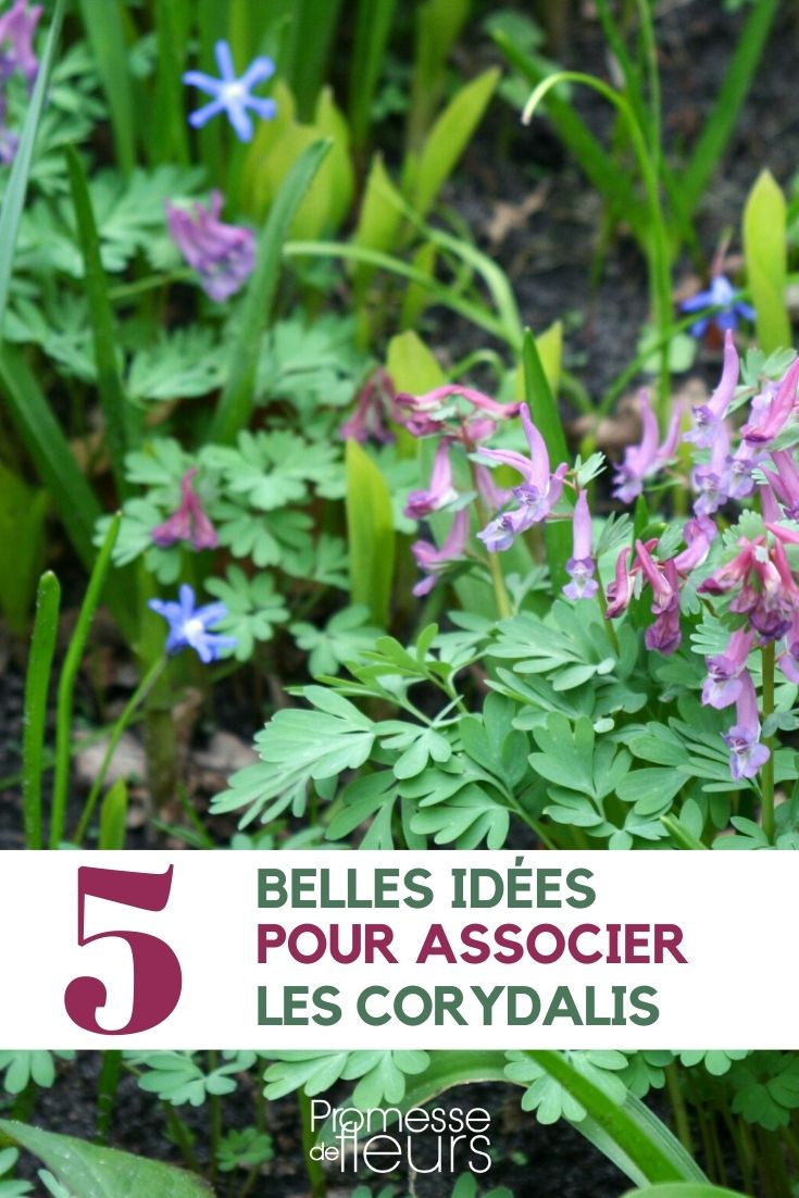 corydalis-associer